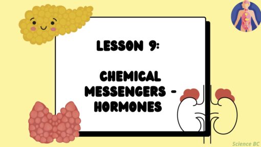 Chemical Messengers: Hormones