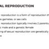 Sexual Reproduction in Animals and Plants - Image 3