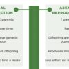 Sexual Reproduction in Animals and Plants - Image 4