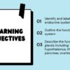 The Endocrine System - Image 2