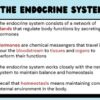 The Endocrine System - Image 4