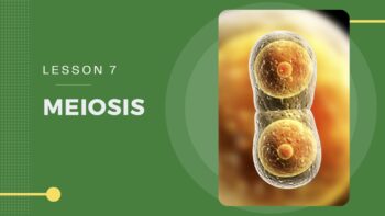 Meiosis - Complete Guide