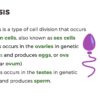 Meiosis - Complete Guide - Image 3