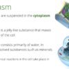 Cell Organelles - Image 4