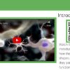 Cell Theory + Prokaryotic Cells - Image 3