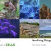 Characteristics of Life Slides - Image 3