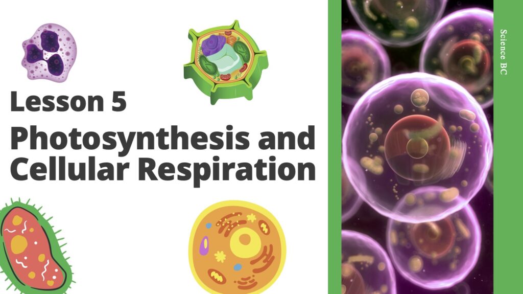 FUN FACTS ABOUT PHOTOSYNTHESIS AND CELLULAR RESPIRATION visual data 3
