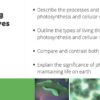 Photosynthesis and Cellular Respiration - Image 2