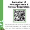 Photosynthesis and Cellular Respiration - Image 3