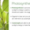 Photosynthesis and Cellular Respiration - Image 4