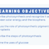 Solar Energy and the Biosphere (1) - Photosynthesis - Image 2