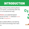 Solar Energy and the Biosphere (1) - Photosynthesis - Image 4