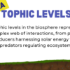 Solar Energy & the Biosphere (1) - Trophic Levels - Image 3