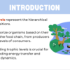 Solar Energy & the Biosphere (1) - Trophic Levels - Image 4