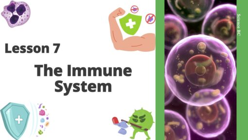 The Immune System
