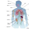 The Immune System - Image 4