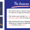 Human Eye and Vision - Image 3