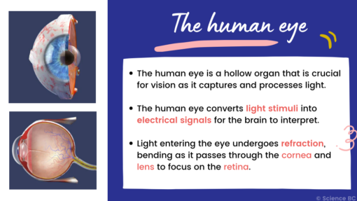 Human Eye and Vision - Image 3