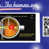 Human Eye and Vision - Image 4